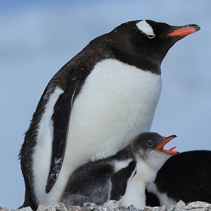 aaron james landon gay from Caden gay penguin egg